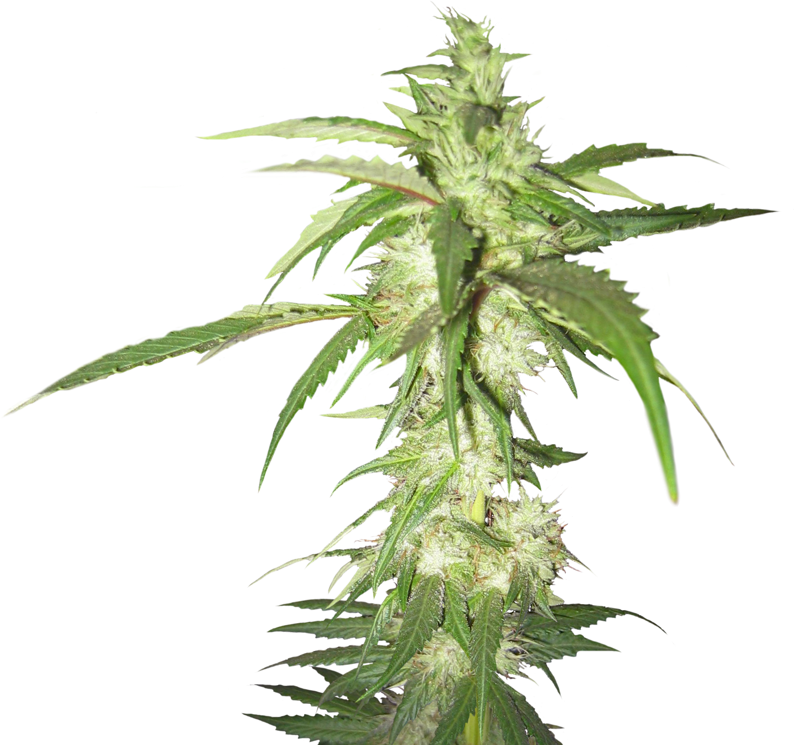 Best Free Cannabis Icon Clipart - Marijuana Plant Transparent Background (1606x1835)