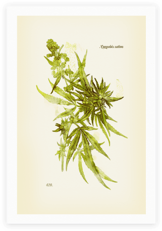 Cannabis Clipart - Botanical Illustration (484x484)