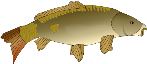 Carp Clipart - Carp Clipart Png (555x263)