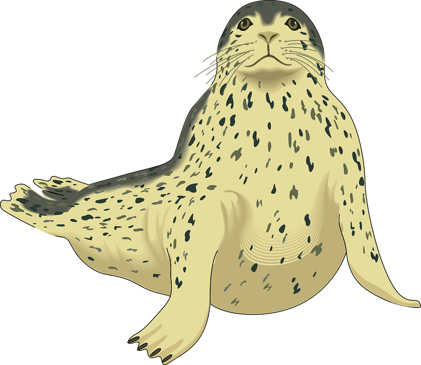 Seal Clipart Seal Face - Harp Seal Clipart (831x720)