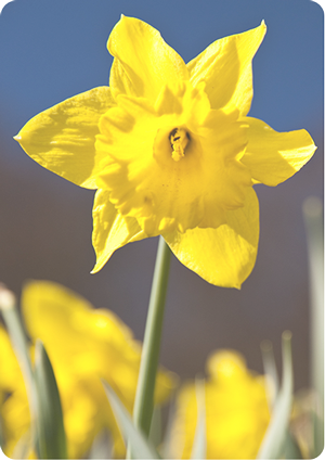 A Narcissus Attar Parfümolaj Hatásait Az Alábbi Módokon - Narcissus (300x425)