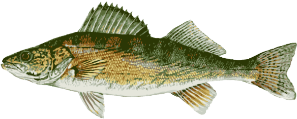 Google Search - Walleye Freshwater Fish (639x313)