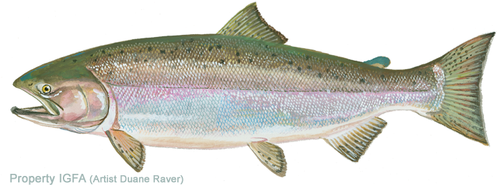 Salmon Clipart Arctic Cod - Chinook Salmon (720x265)