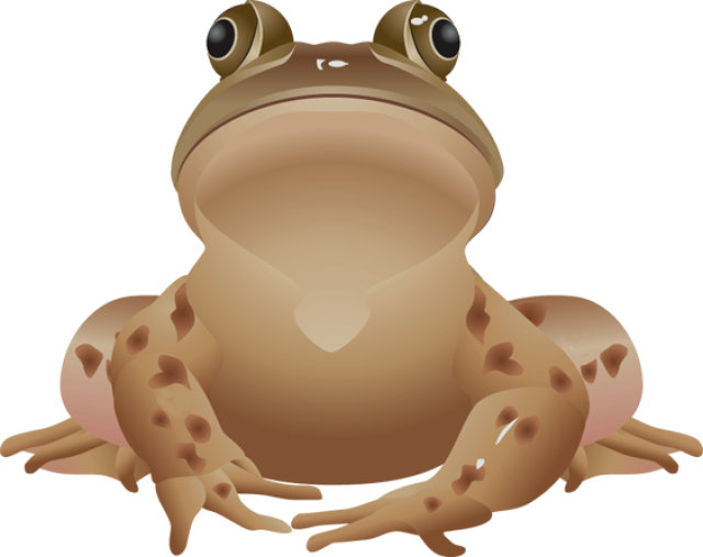 Brown Frog Clipart - Brown Frog Clipart (640x507)