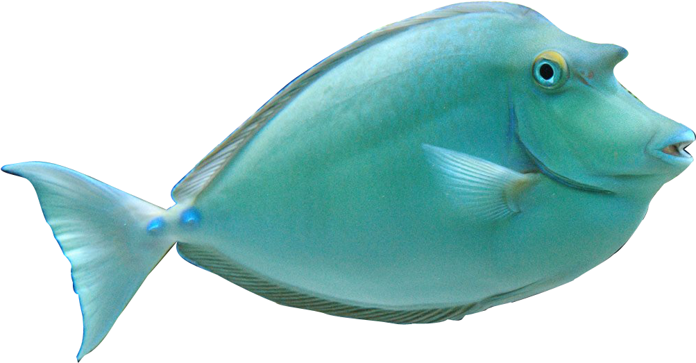 Tropical Fish Clipart Realistic - Clip Art (1037x538)