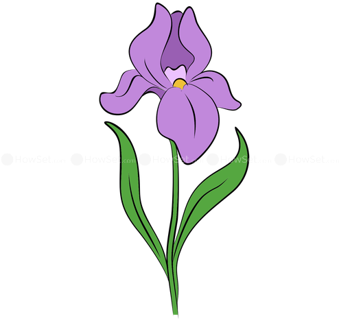 Step 1 - - Draw An Iris Flower (500x500)