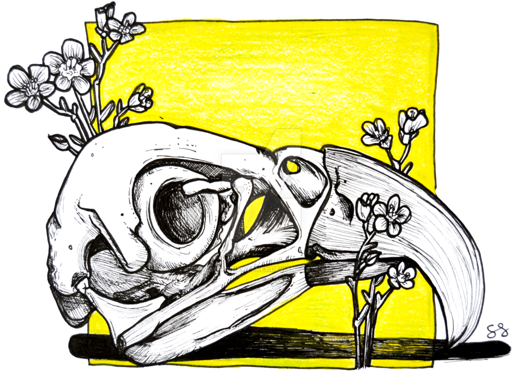 Bird Skull By Sarahannsweeney - Art (1024x778)
