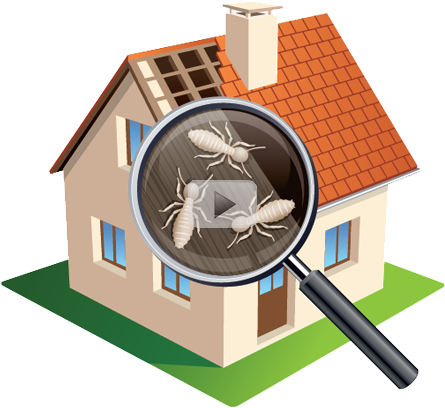 Termites Video - Termite (450x450)