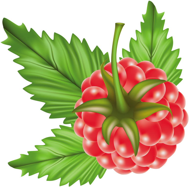Яндекс - Фотки - Raspberry Vector Free Vector (800x788)