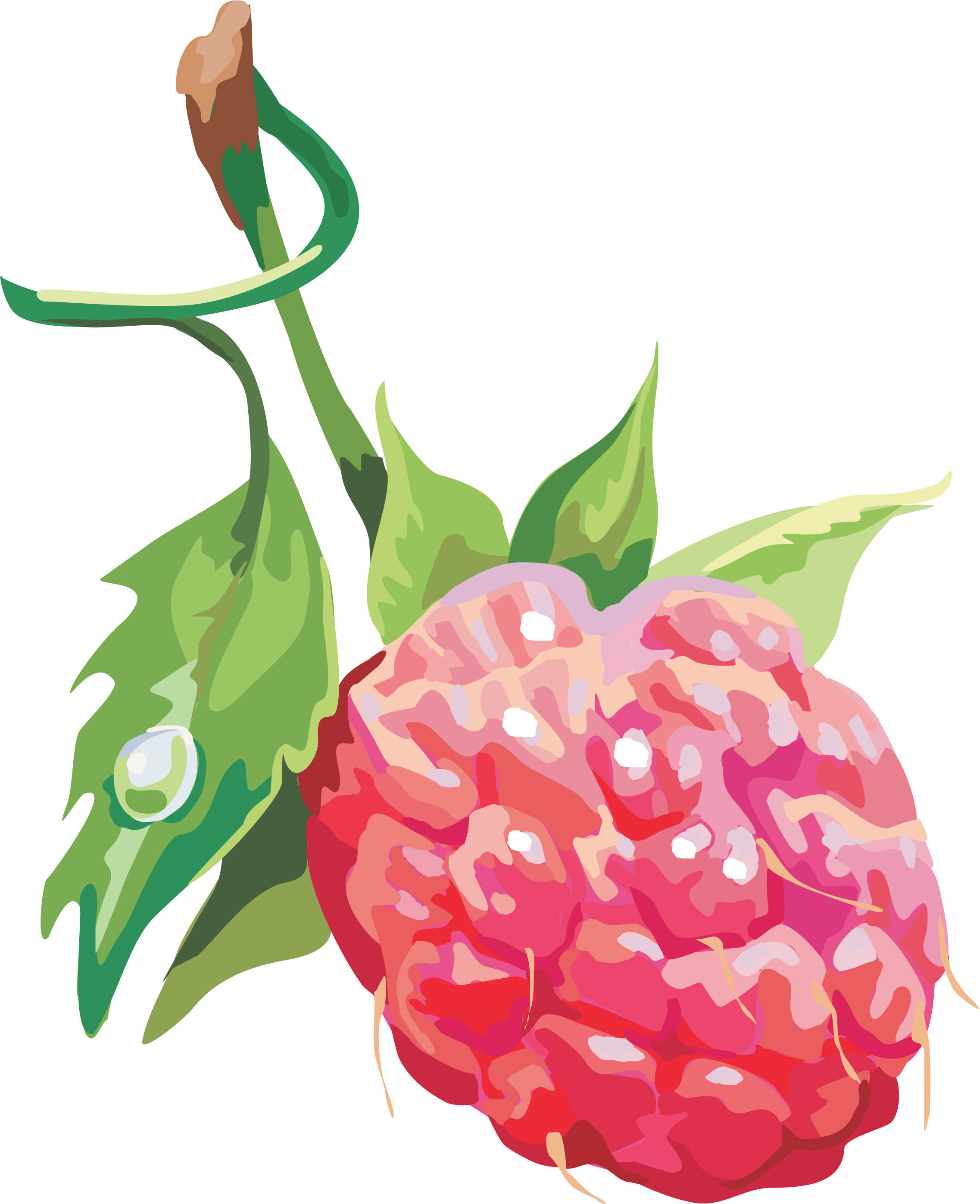 Rraspberry Png Image - Raspberry (2281x2878)