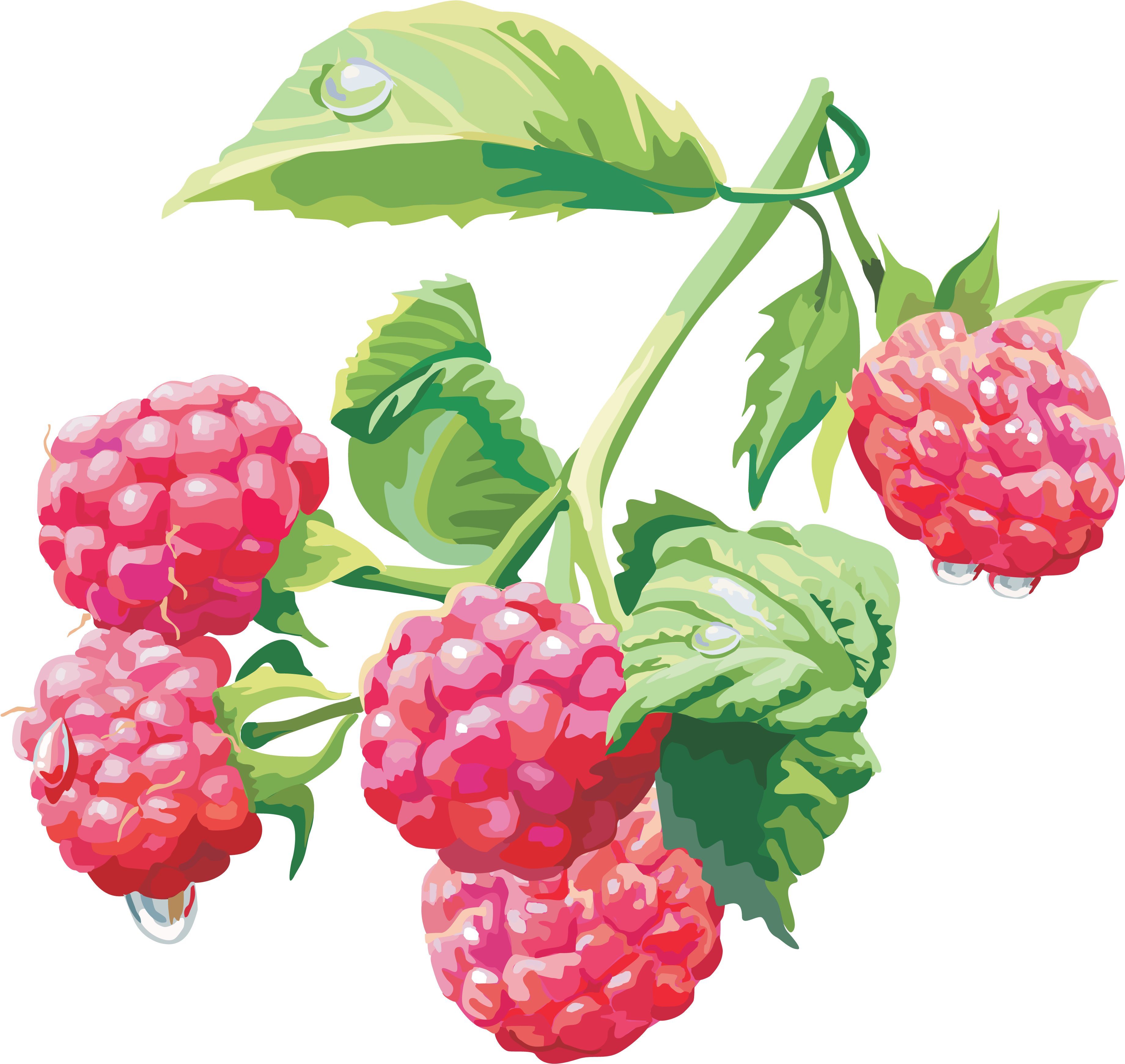 Raspberry Png (3705x3505)
