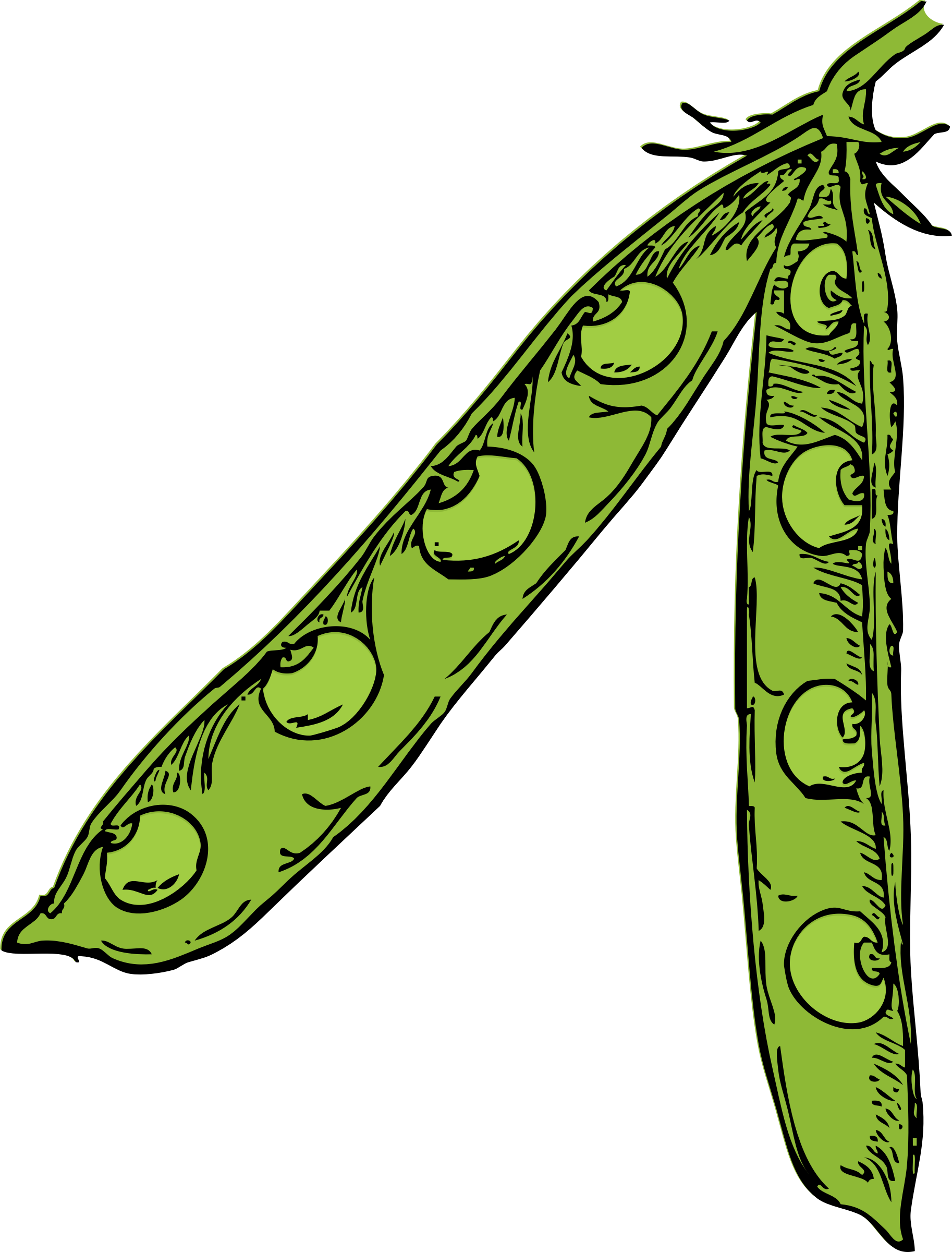 Free Vector Pea Pod Clip Art - Pea Pod Labeled (1826x2400)