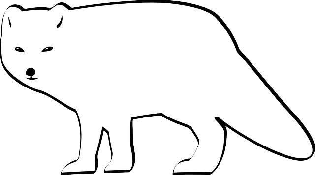 Polar Fox, Animal, Arctic, Cold, Fur, Mammal, North, - Arctic Fox Clipart (640x356)