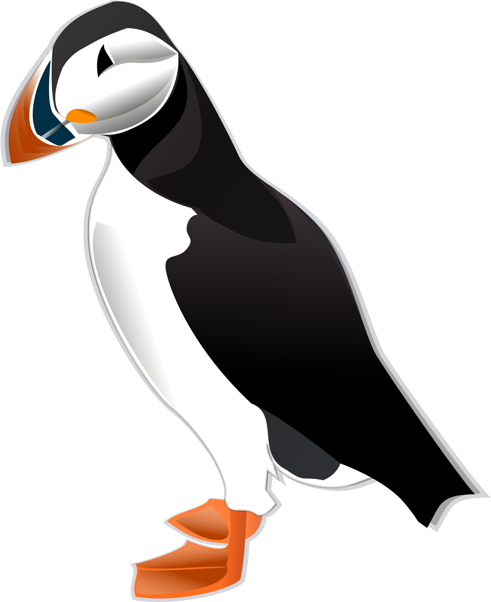 Atlantic Puffin Illustration - Interpreting Graphics Taxonomy Answers (2000x2400)