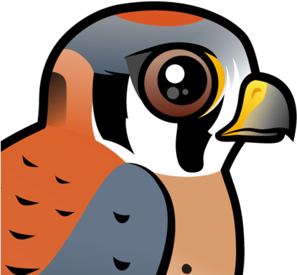 About The American Kestrel - Cute American Kestrel Tote Bag (440x440)