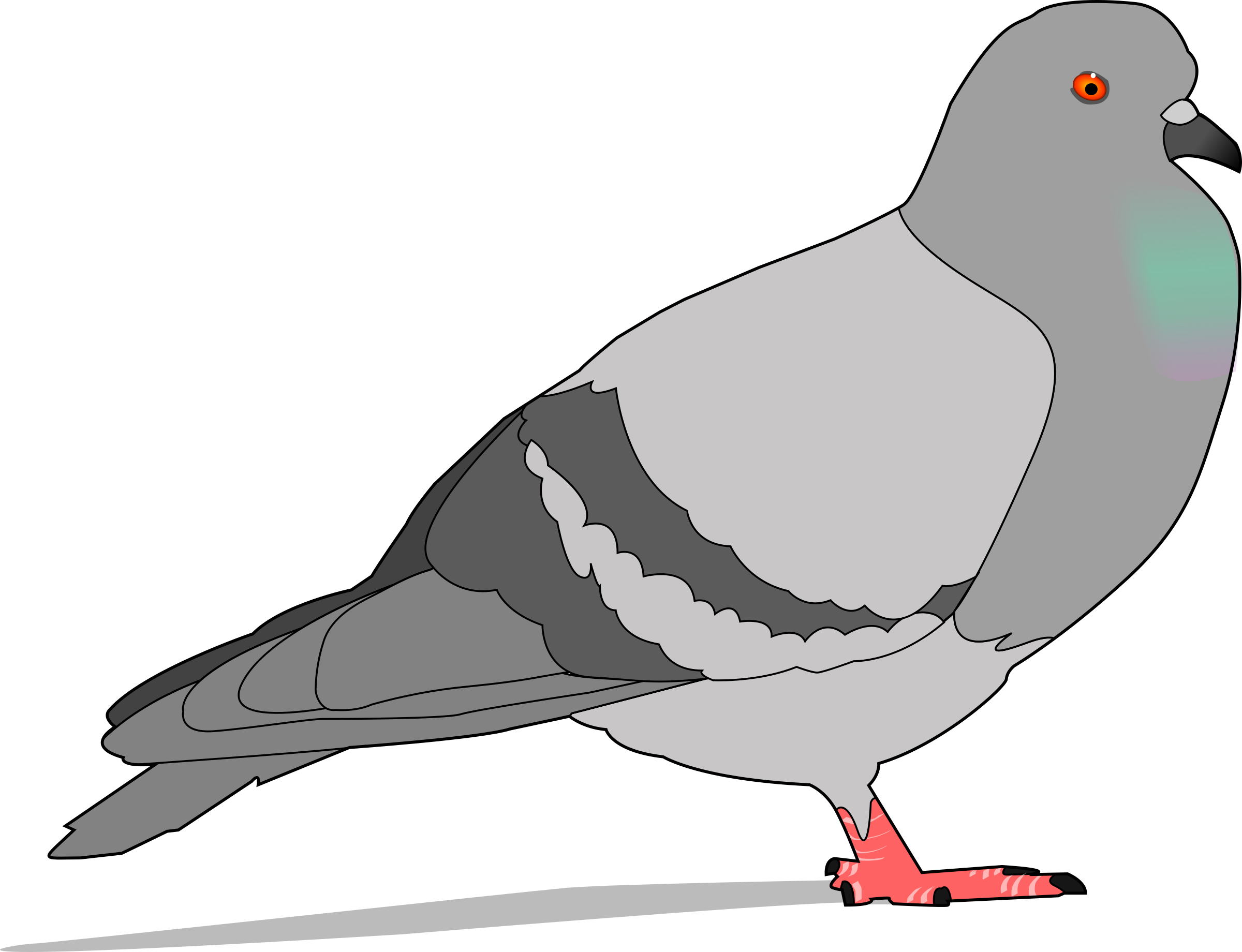 Pigeon Clip Art Free Vector / 4vector - Pigeon Clipart (2400x1840)