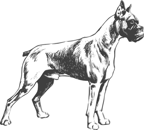 Outline Drawings Of Dogs - Boxer Dog Vector (600x542)