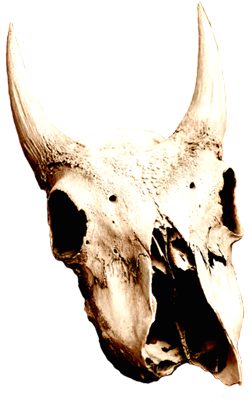 Cow Skull In Desert - Desert Skull Png (304x413)