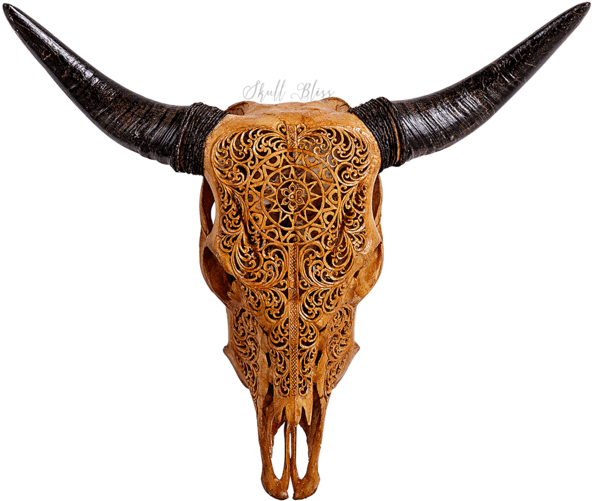 Carved Cow Skull // Xl Horns - Xl Horns (645x645)