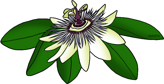 United States Clip Art By Phillip Martin, Tennessee - Purple Passionflower (648x366)