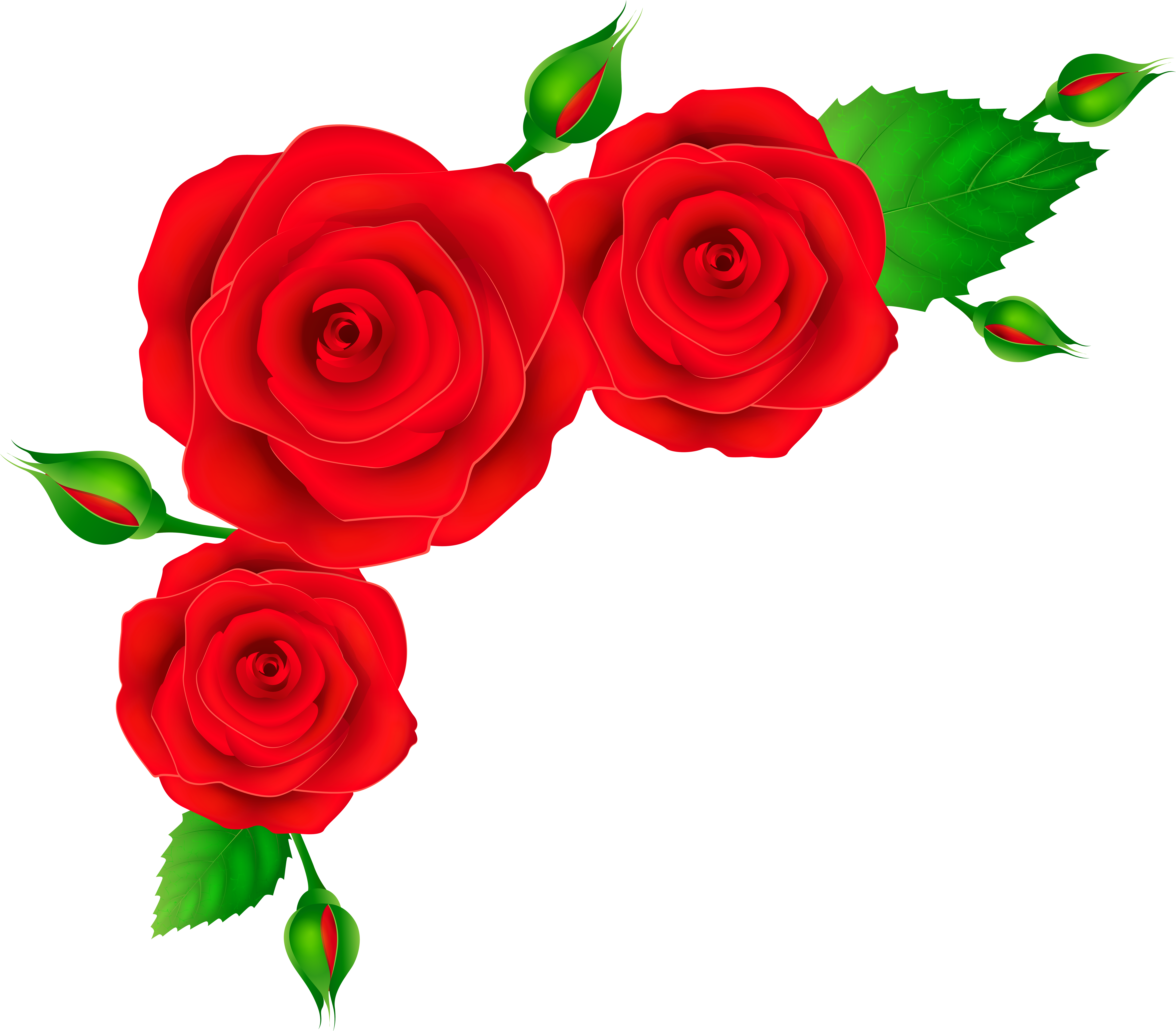 Red Roses Corner Transparent Png Clip Art Image - Red Roses Corner Transparent Png Clip Art Image (8000x6705)