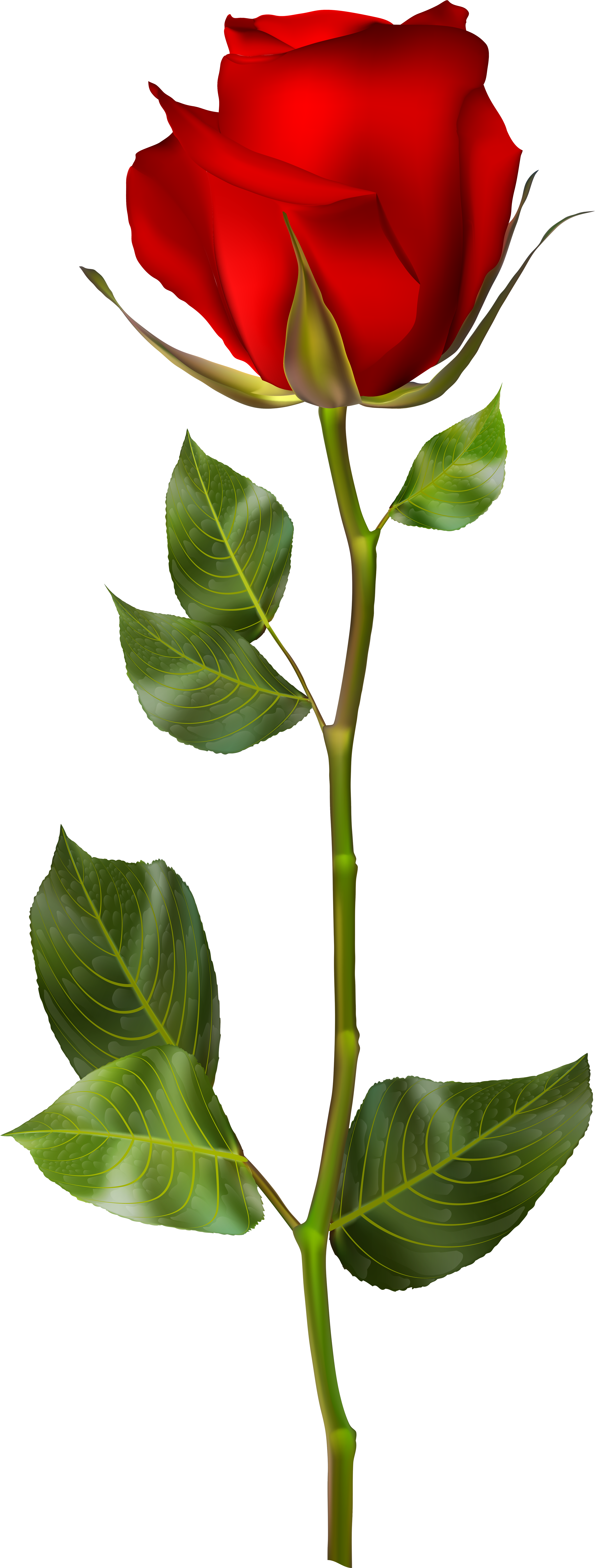 Red Rose Png Clip Art - Red Rose Png (3085x8000)