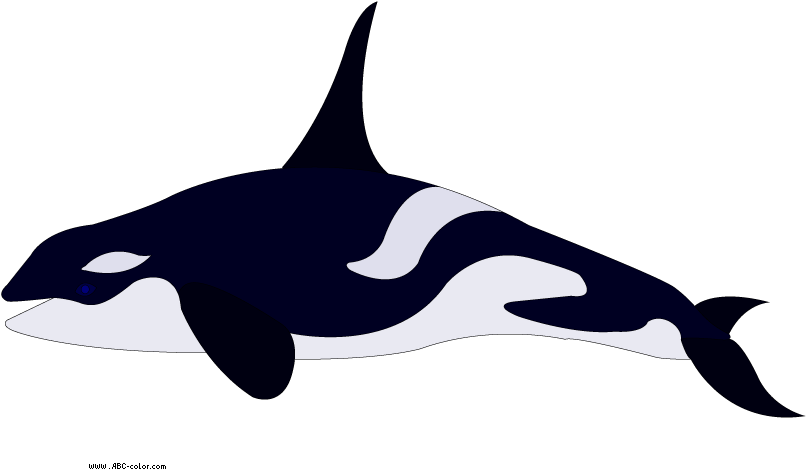 Download Bitmap Clipart Killer Whale - Killer Whale (822x567)