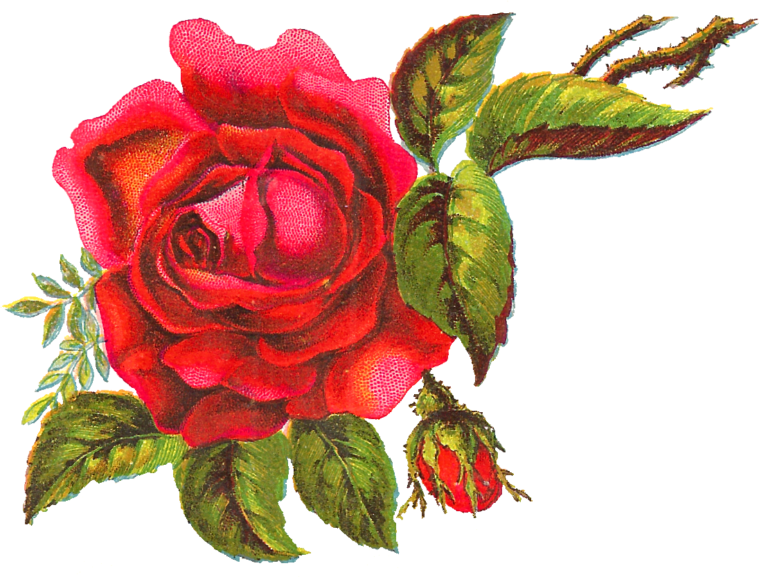 The Big Red Rose Is Surrounded By Bright Leaves, Parts - Garden Roses (1132x838)