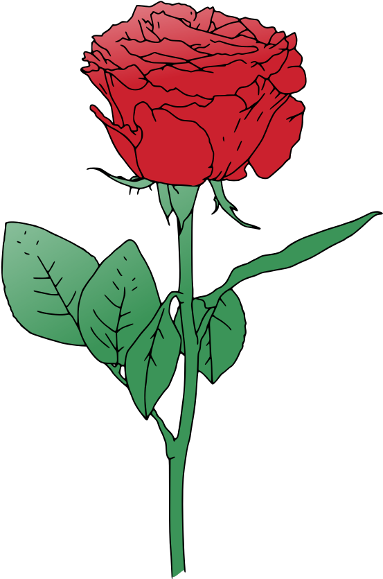 Single Red Rose Clip Art - Rose Vector Png (906x1000)