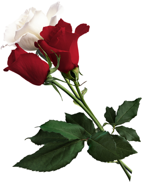 White Rose Clipart Red Rose - Red Rose Flower Png (540x667)