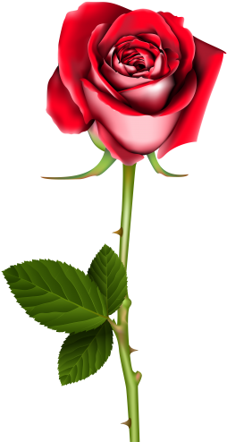 Rose Png Clip Art In Category Flowers Png / Clipart - Red Roses With Thorns (265x500)