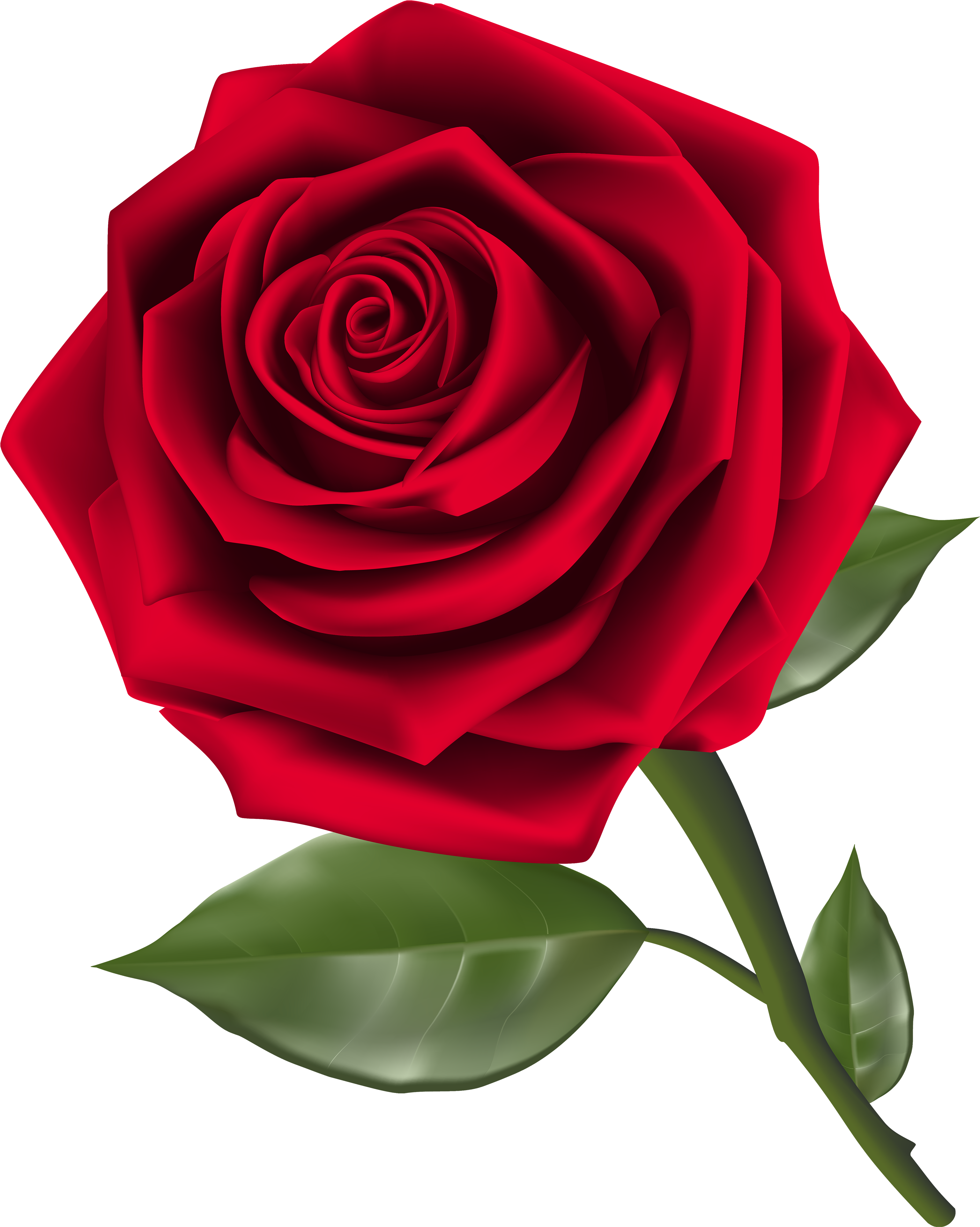 Beautiful Red Rose Png Clipart - Rose Clipart (3195x4000)