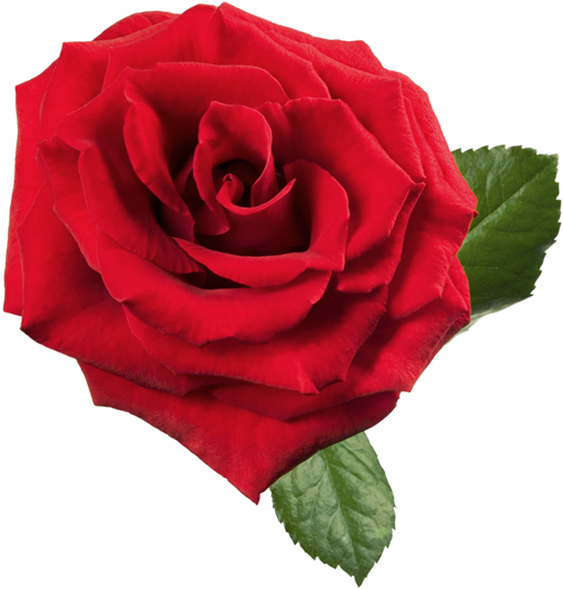 Centifolia Roses Flower Clip Art - Centifolia Roses Flower Clip Art (533x800)