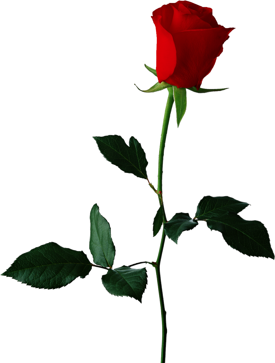Single Red Rose Transparent Background - Transparent Background Flower Clip Art (1136x1600)