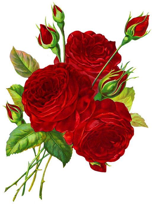 Rose Clipart - Many Red Roses Drawings (525x709)