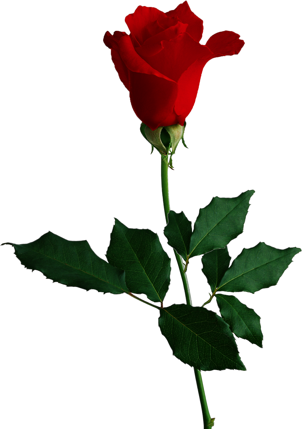 Image - Red Rose No Background (1136x1600)