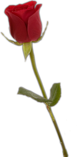 Single Red Rose Png (362x500)
