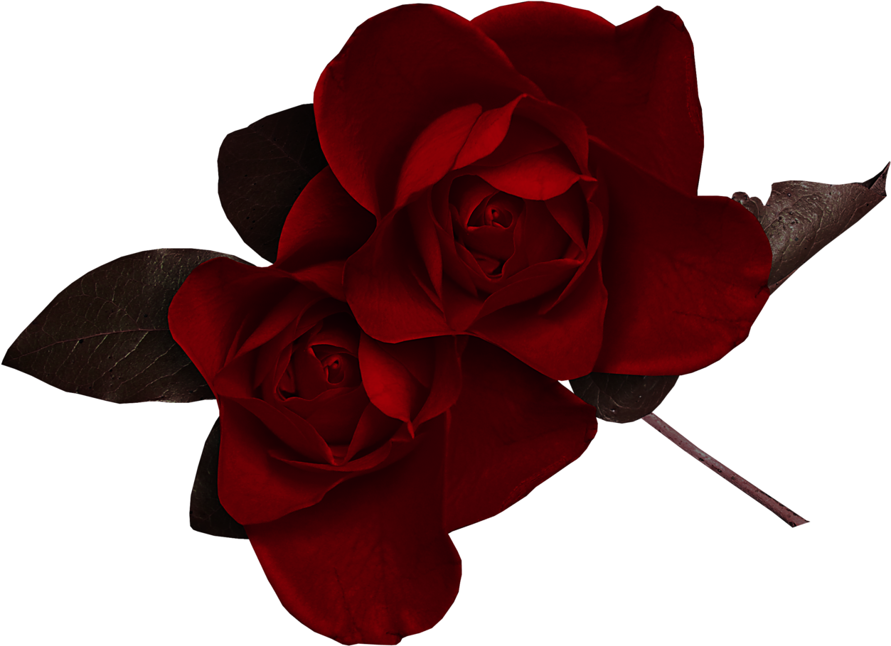 Rose Desktop Wallpaper Flower Clip Art - Rose Desktop Wallpaper Flower Clip Art (1280x936)