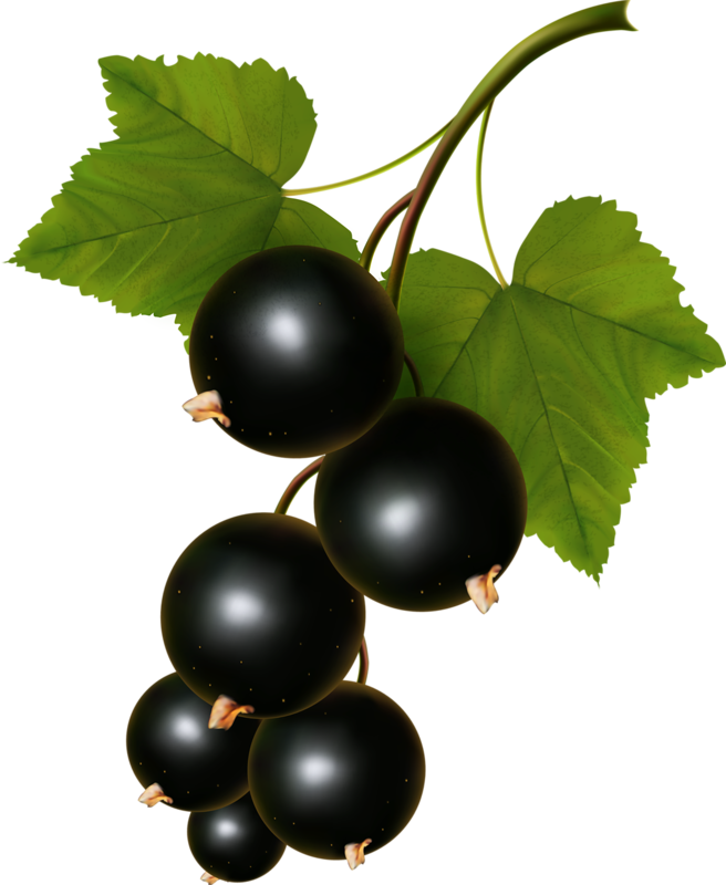 Food Clipartvector - Black Currants Vector (656x800)