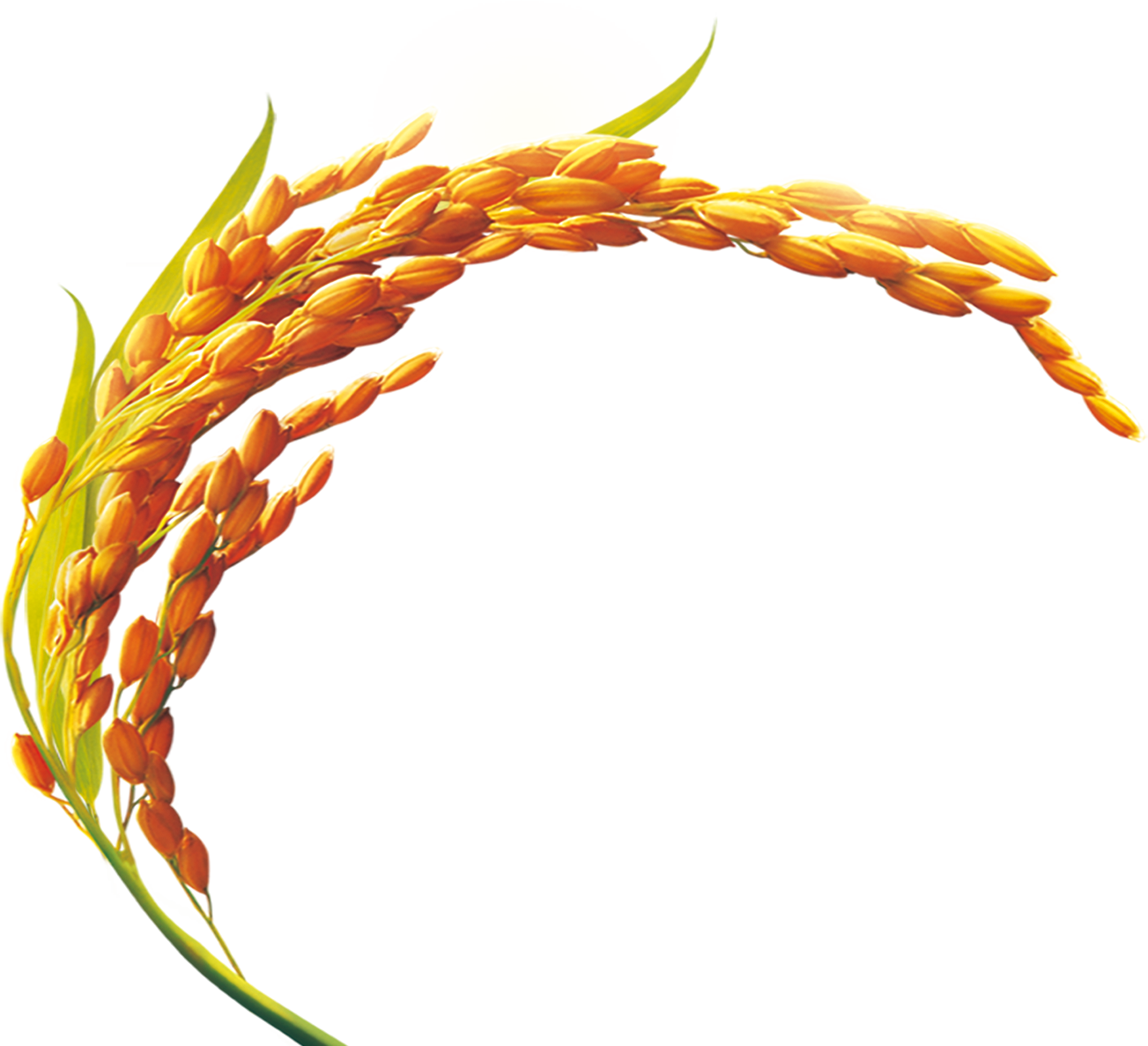 Rice Bran Oil Golden Rice Cooking Oil Yellow Rice - Rice Bran Oil Png (1303x1187)