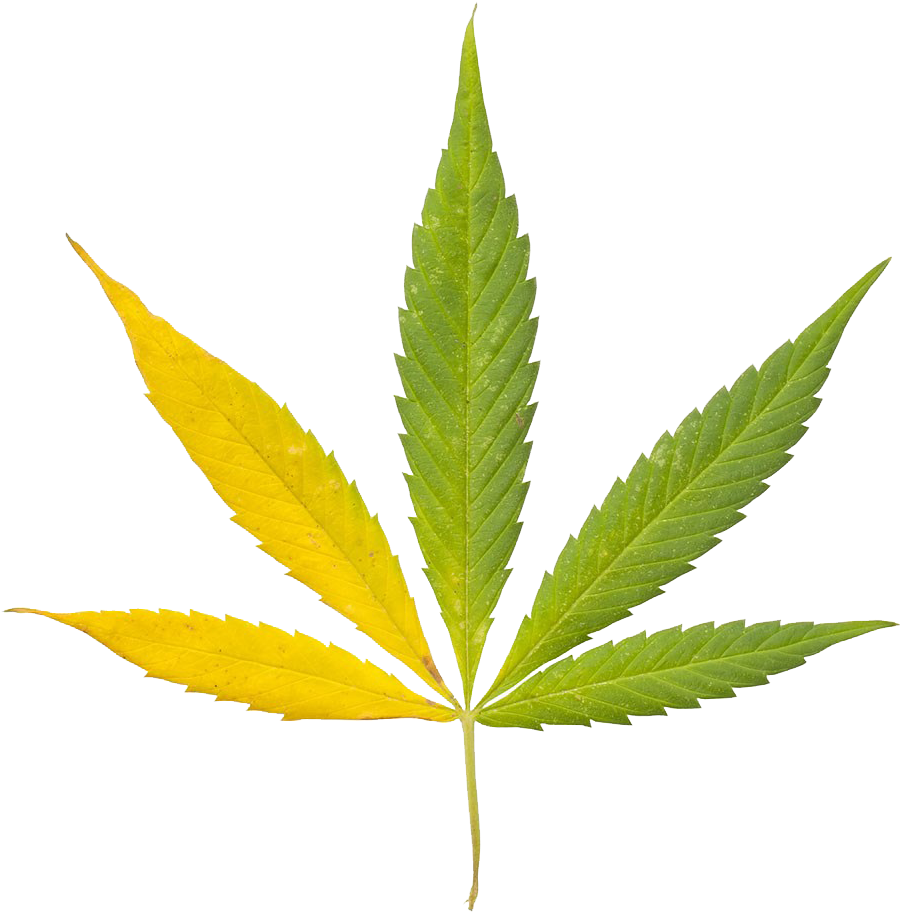 Cannabis Sativa Leaf Bong Clip Art - Cannabis Leaf 3d Model (1024x1024)