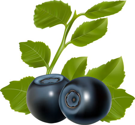 Blog De L'ile De Kahlan - Blueberry Vector (450x416)