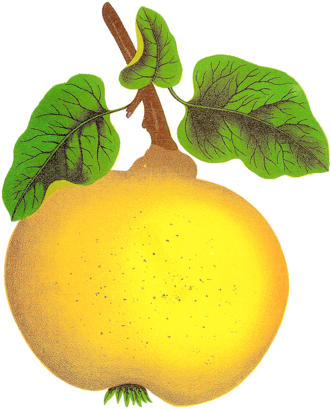This Is A Gloriously Beautiful Digital Image Of The - Quince Clipart (1374x1600)