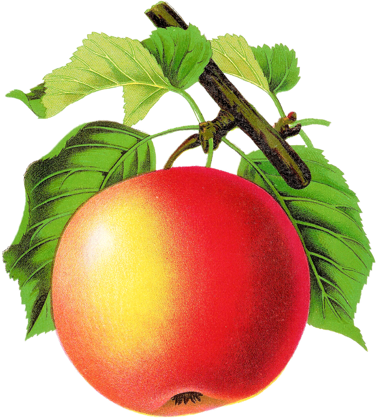Digital Vintage Apple Clipart Downloads - Vintage Apple Png (1377x1600)