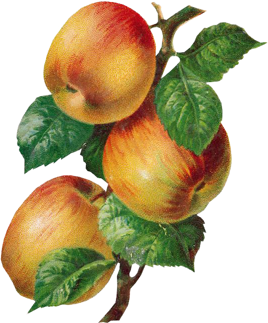 Tubes Victoriens / Fruits - Full-color Fruits And Flowers Illustrations [book] (564x667)