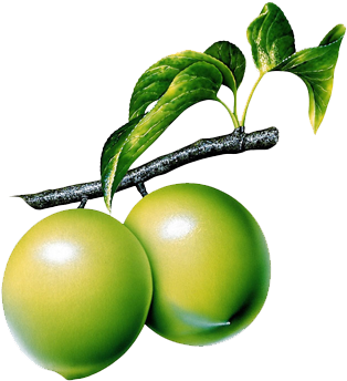 Guava Lemon Clip Art - Fruits (729x608)