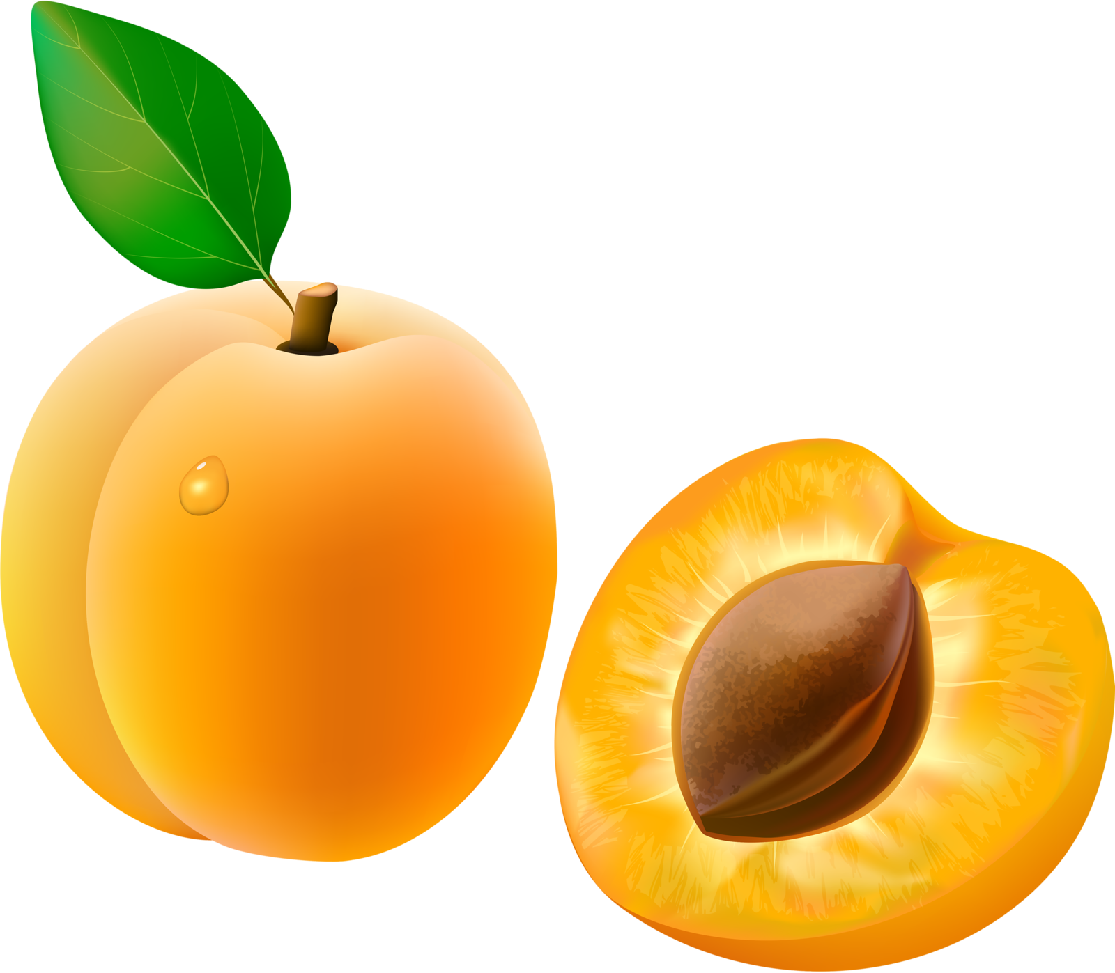 Food Clipartclip - Clip Art Apricot (1600x1397)