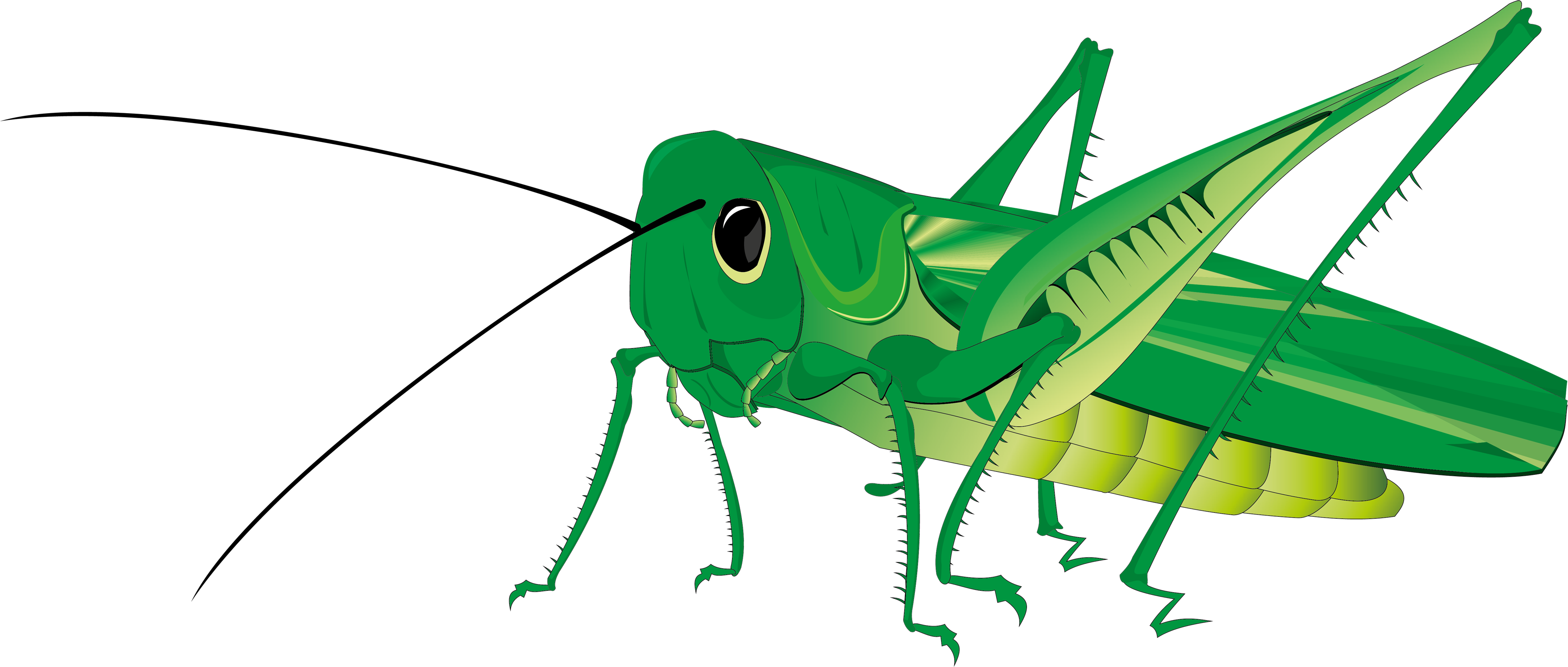 Free Grasshopper Clip Art [22] - Grasshopper Clip Art (3479x1479)