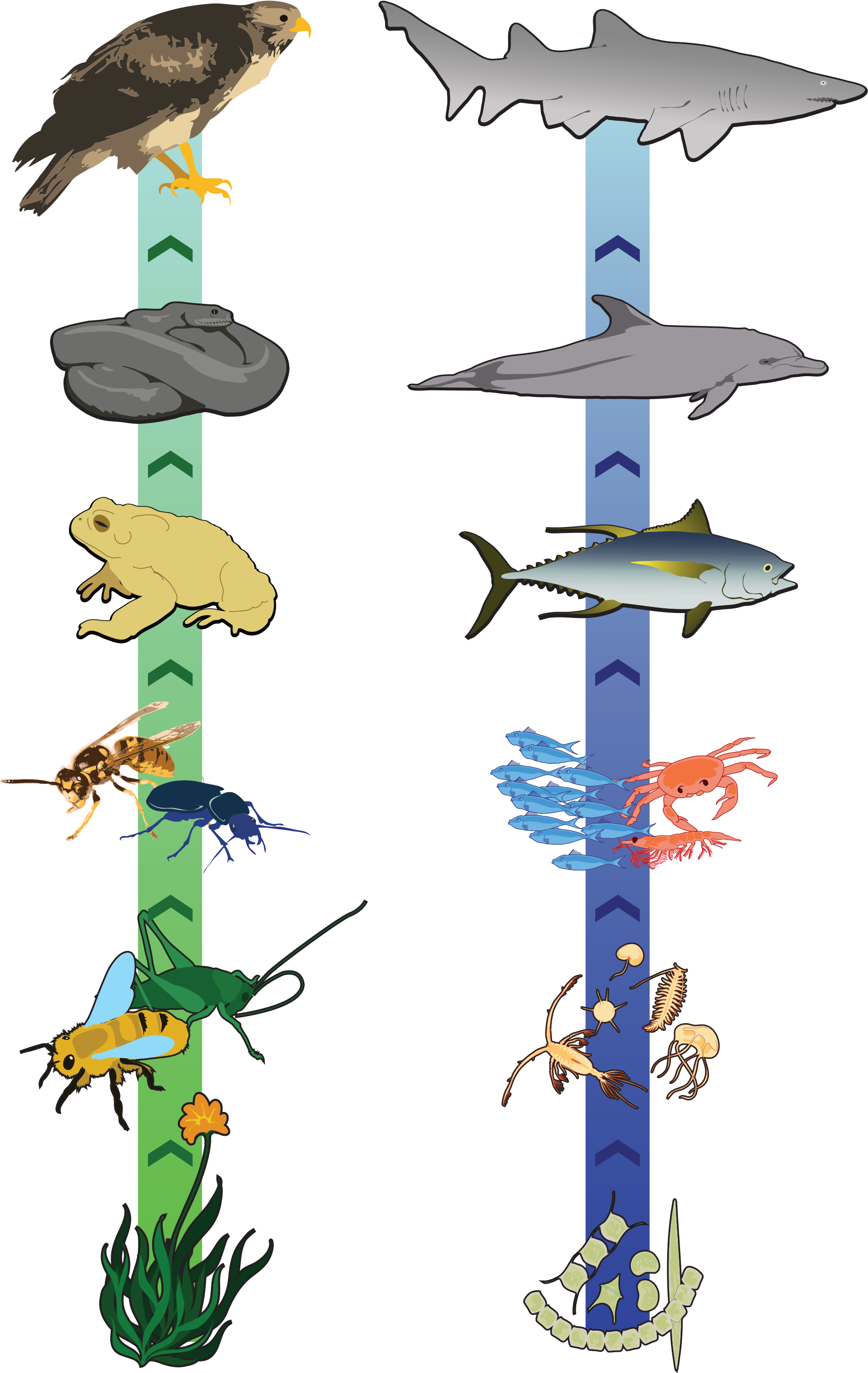 Food Chain Clipart - Cadena Alimenticia De Insectos (2000x3038)