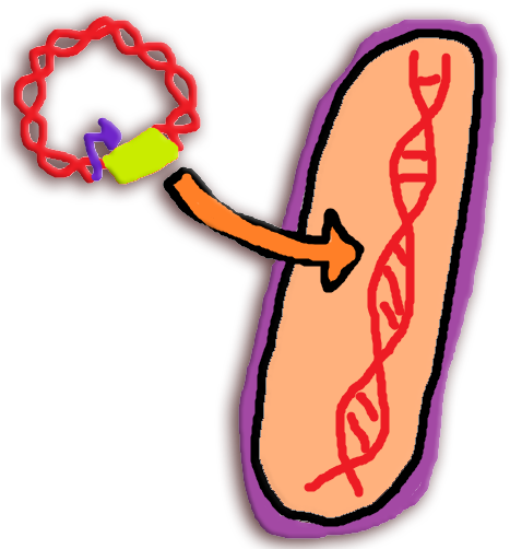 We Identified Spoiled Meat Sensors By Transcriptome - We Identified Spoiled Meat Sensors By Transcriptome (479x502)